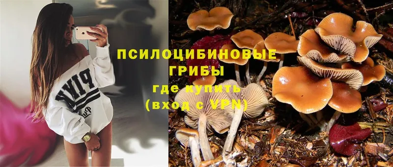 omg как войти  shop какой сайт  Галлюциногенные грибы Magic Shrooms  закладки  Кириллов 